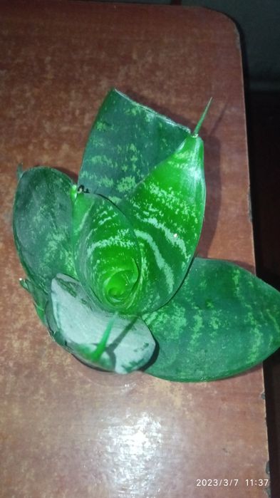 Растение комнатные продам срочно