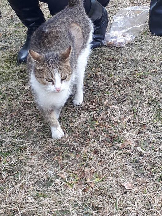 Zaginęła kotka na Ołowianka