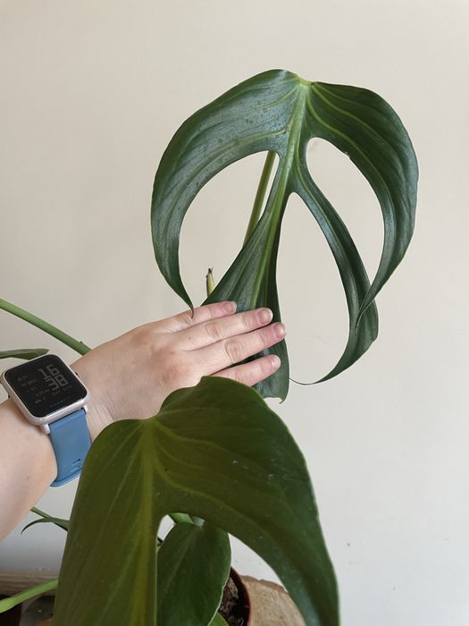 Monstera burle marx flame big form