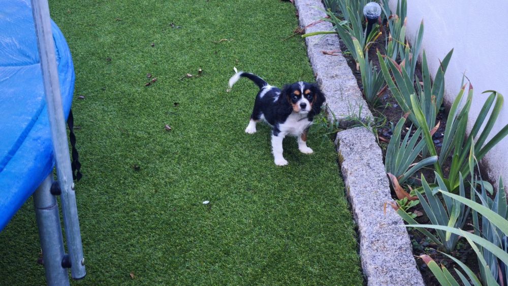 King Charles cavalier macho tricolor(país com lop)