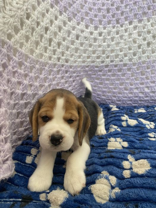 Цуценята бігля з документами КСУ