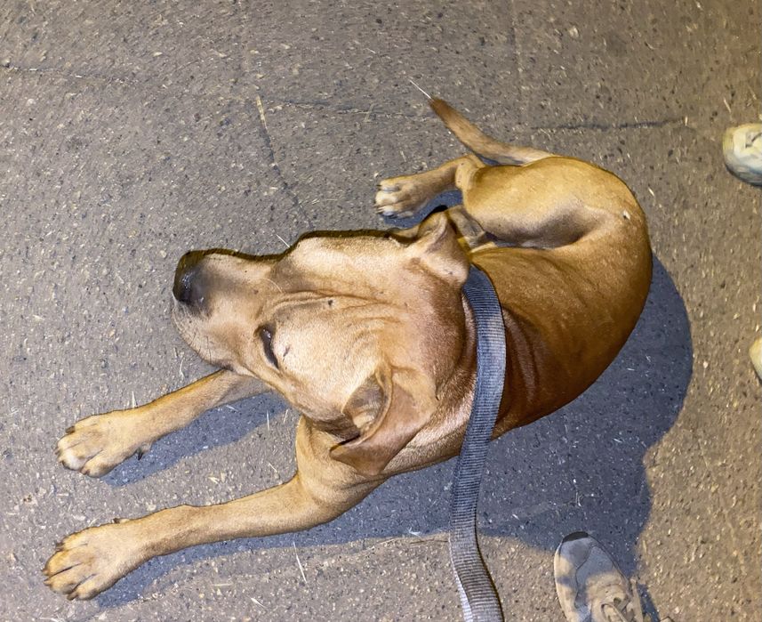 Питбуль срочно ищет дом