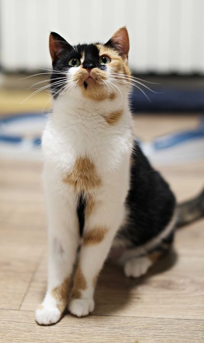 Cudowne Siostry szukają swojego człowieka.