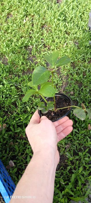 Морозник продам молоденькие кустикт