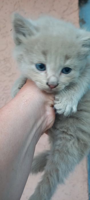 Кошенятка безкоштовно