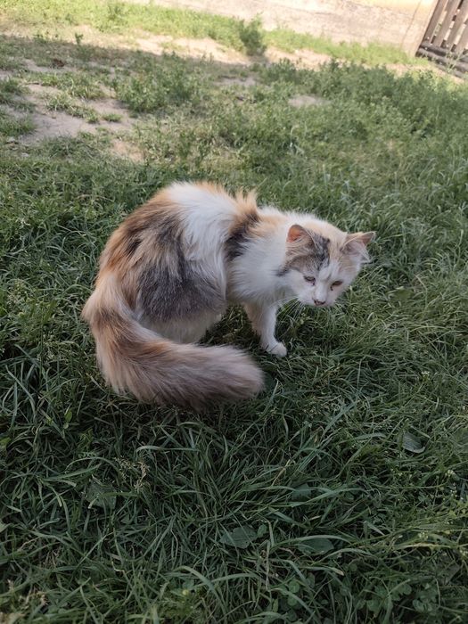 Віддам в хороші руки кошеня