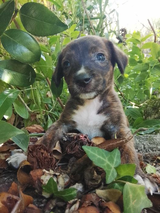 Cachorrinha para adoção responsável