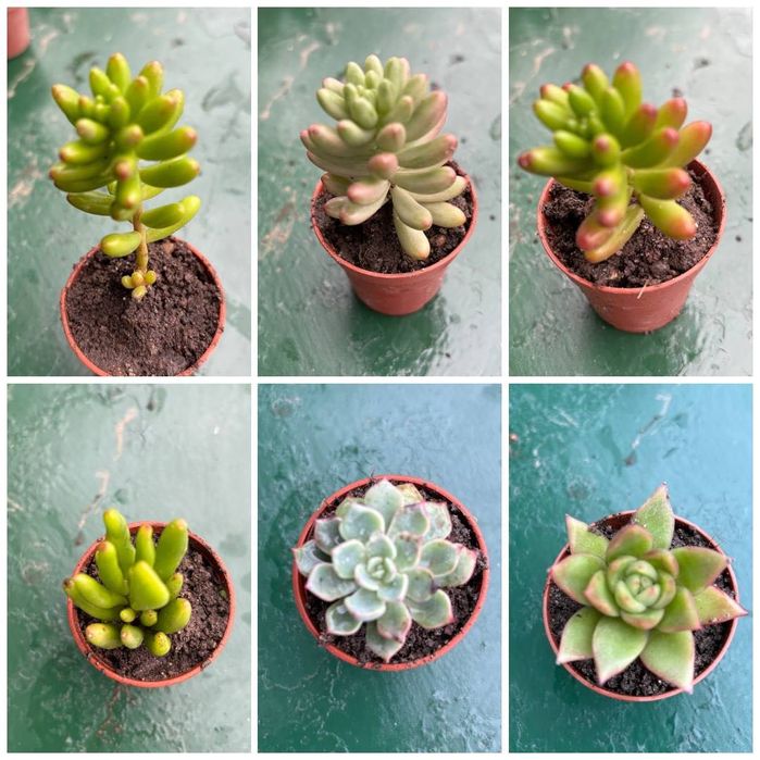 Suculentas com raizes 0,25€