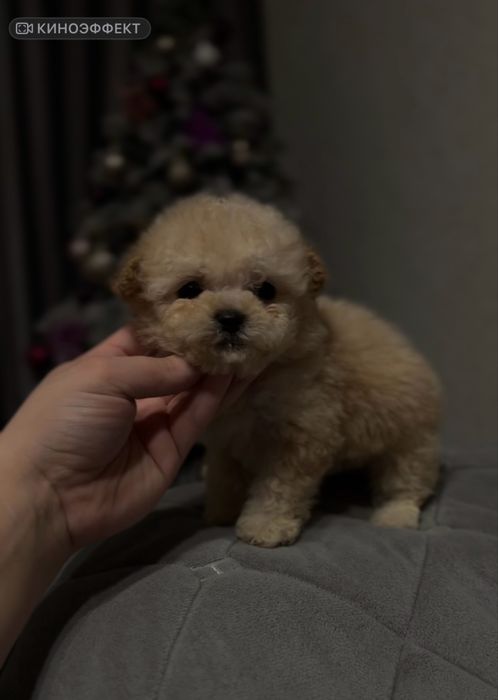 Супер міні дівчинка мальтипу ф1 ф2 карамель бейбі фейс