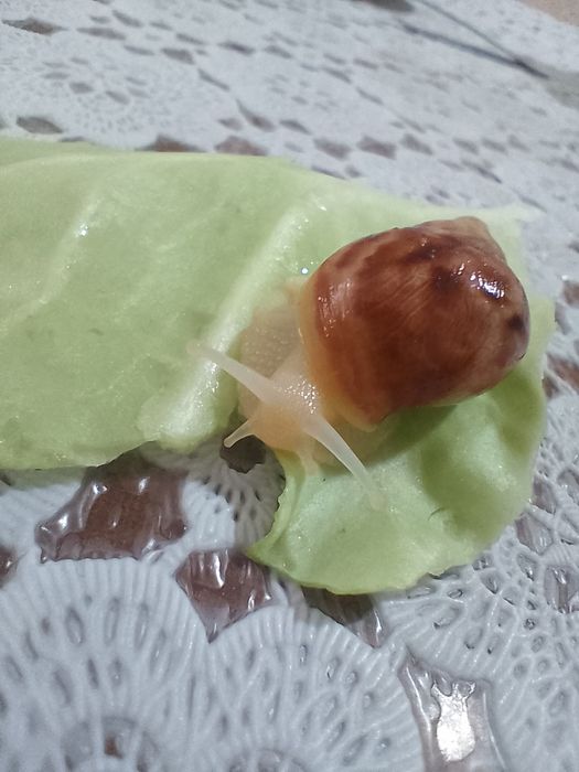 Улитки Ахатины коричневые и белые