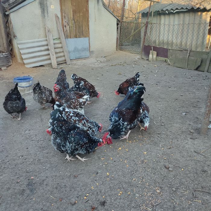 Лівенська ситцева ІЯ