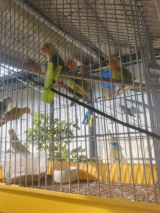 Agapornis roseicolis aguardar sexagem