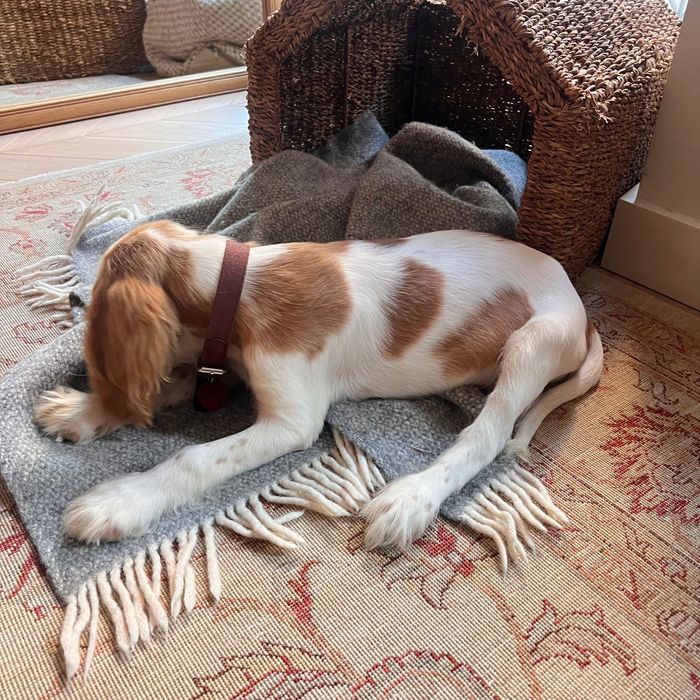 Male Cocker Spaniel Inglês – 3 Meses