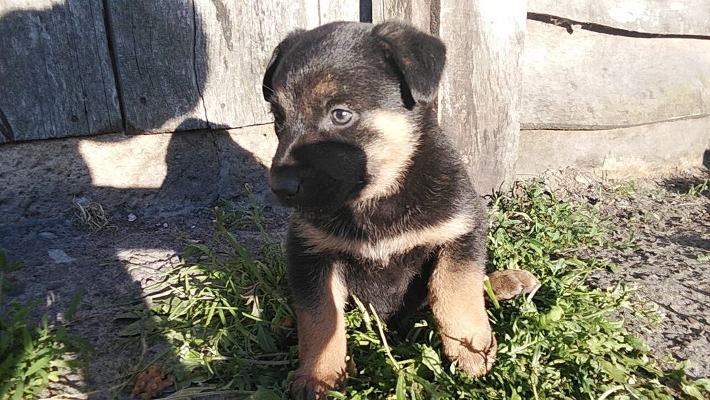 песик в добрі руки