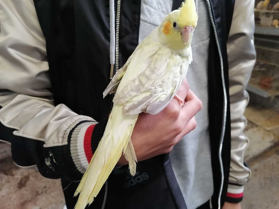 Kit canário a cantar+gaiola+ração