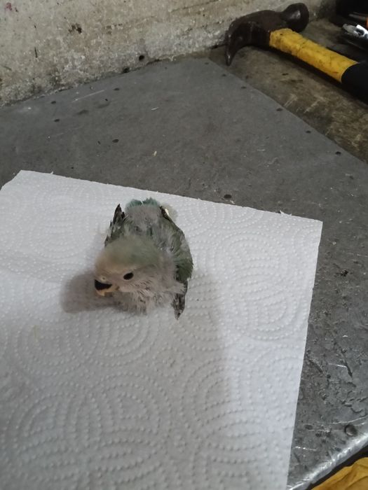 Vendo agraponis deste ano