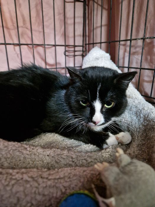 Nelu wstydliwy koteczek, zabrany z mrozu