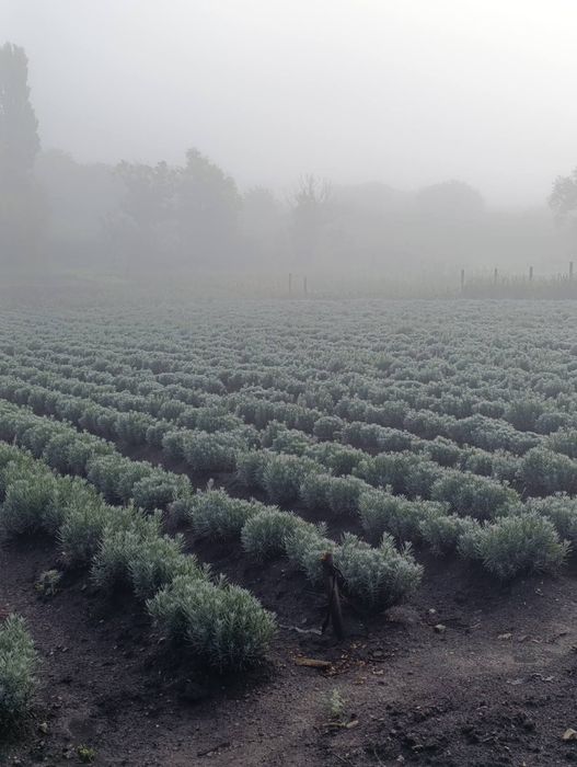 Продам кущі королівської лаванди