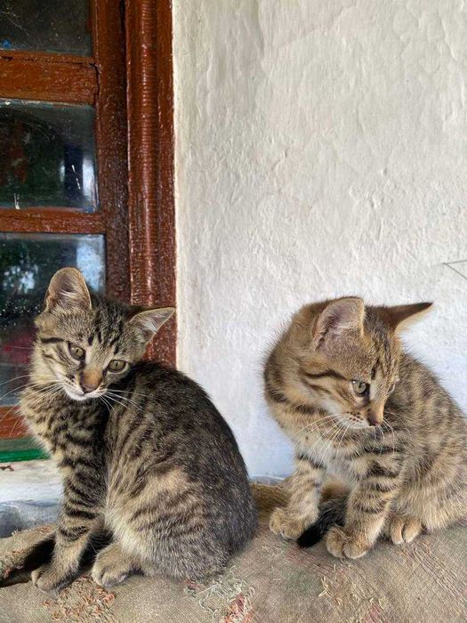 Віддаємо кошеня БЕЗКОШТОВНО