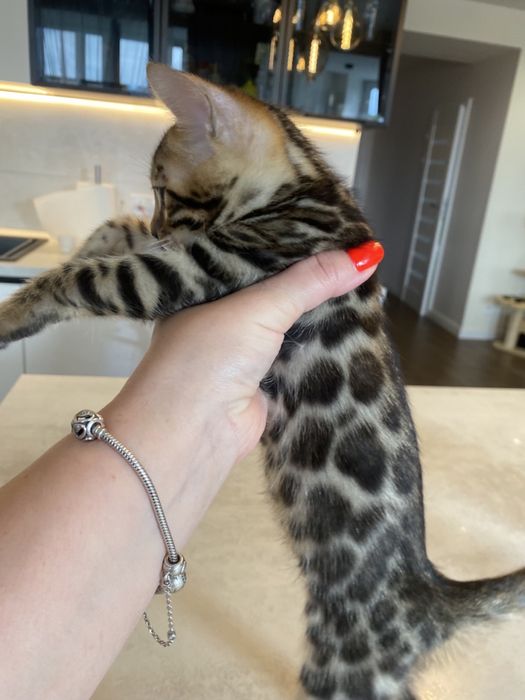 Чудові бенгальські кошенята