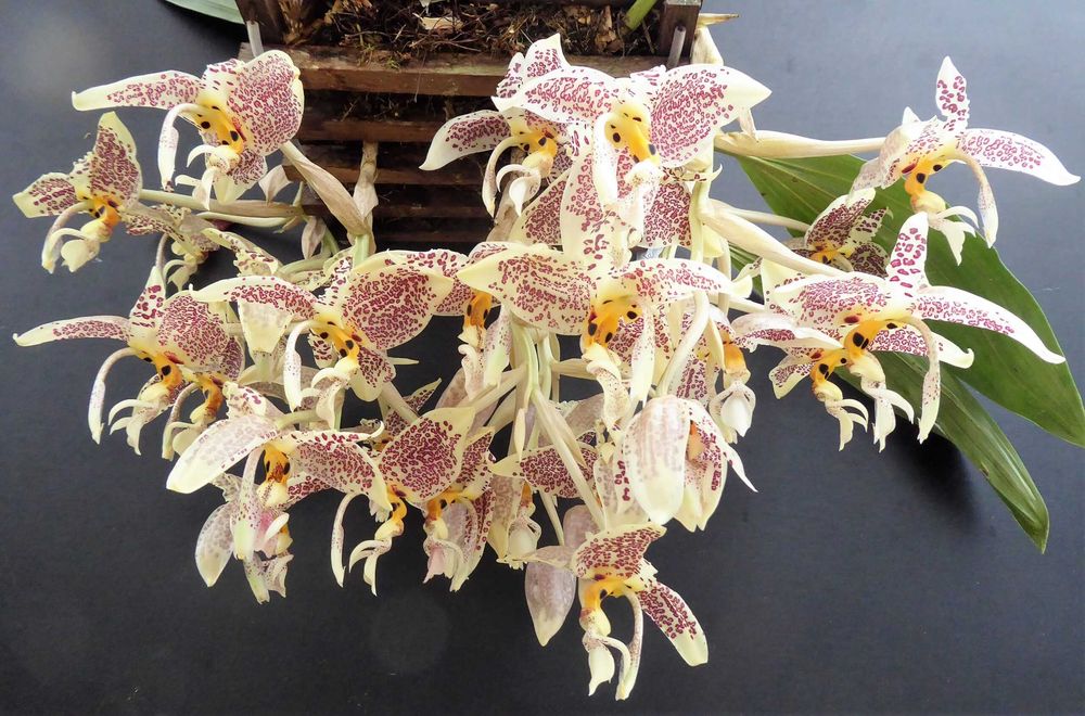 Orquídea melrinho de cheiro