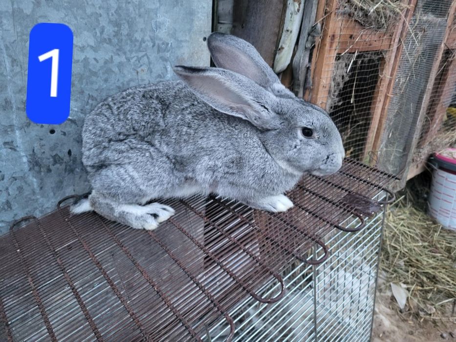 Sprzedam Samica miszaniec