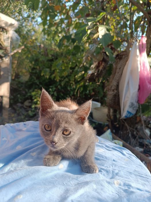 Кошенята віддам в добрі руки