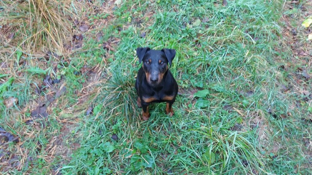 В'язка, вязка ягдтер'єр,ягдтерьер,яг