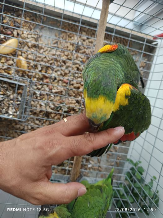 Aestivas e acrochephalos para acabar de criar a mão