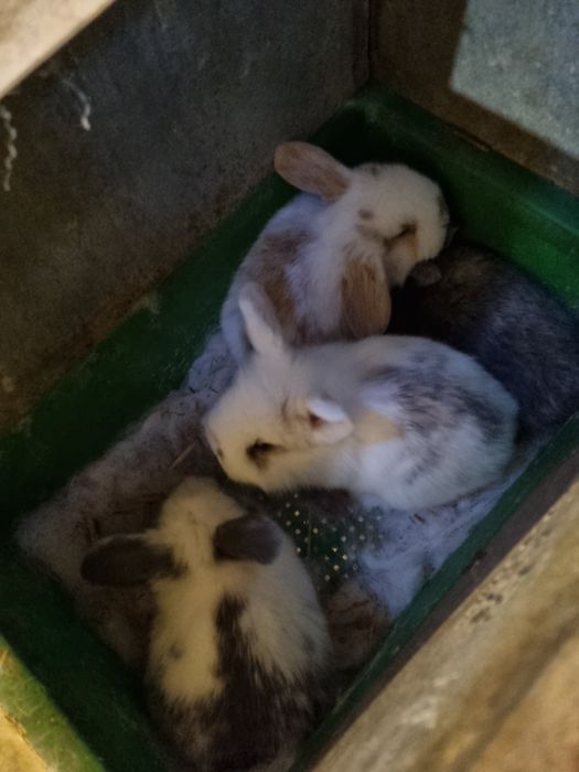 Coelhos bebes mini lop, mini holandeses e toy do criador