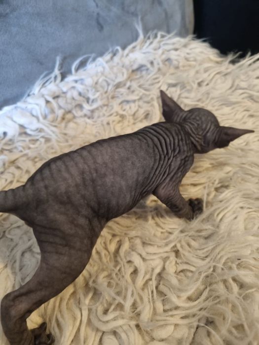 Sphynx gatinha super top