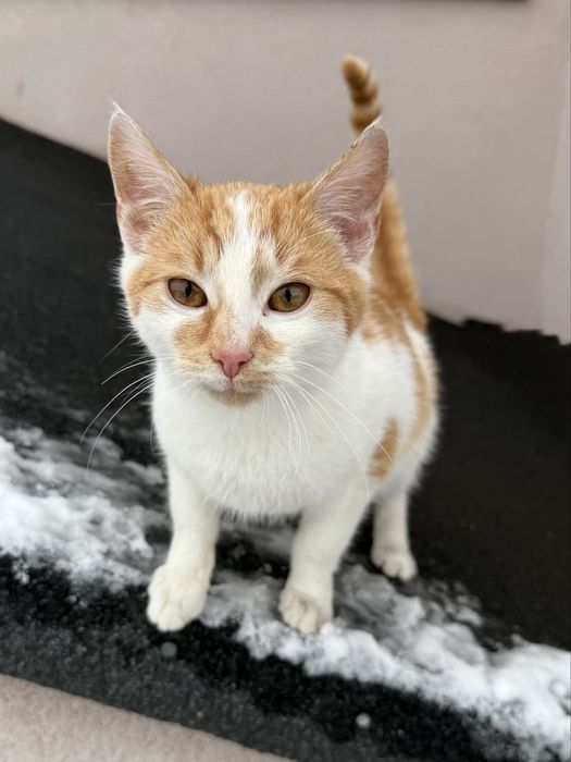 Znaleziona/ Do oddania kicia