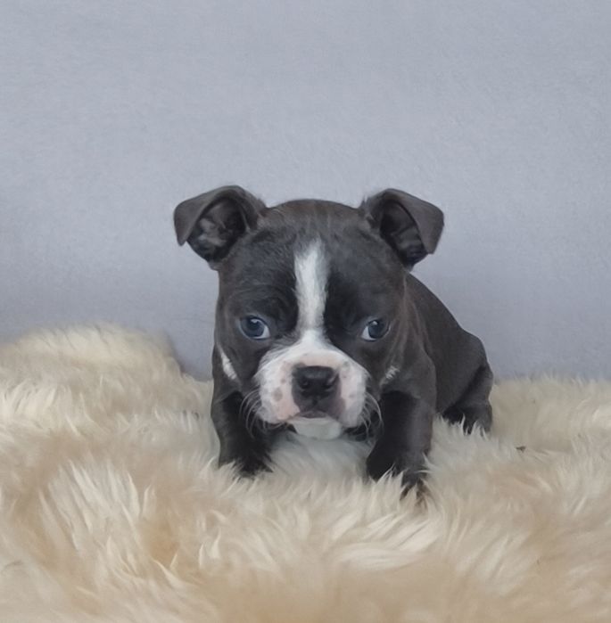 Boston Terrier śliczna kolorowa  suczka.