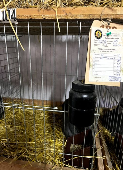 Віденські Блакитні