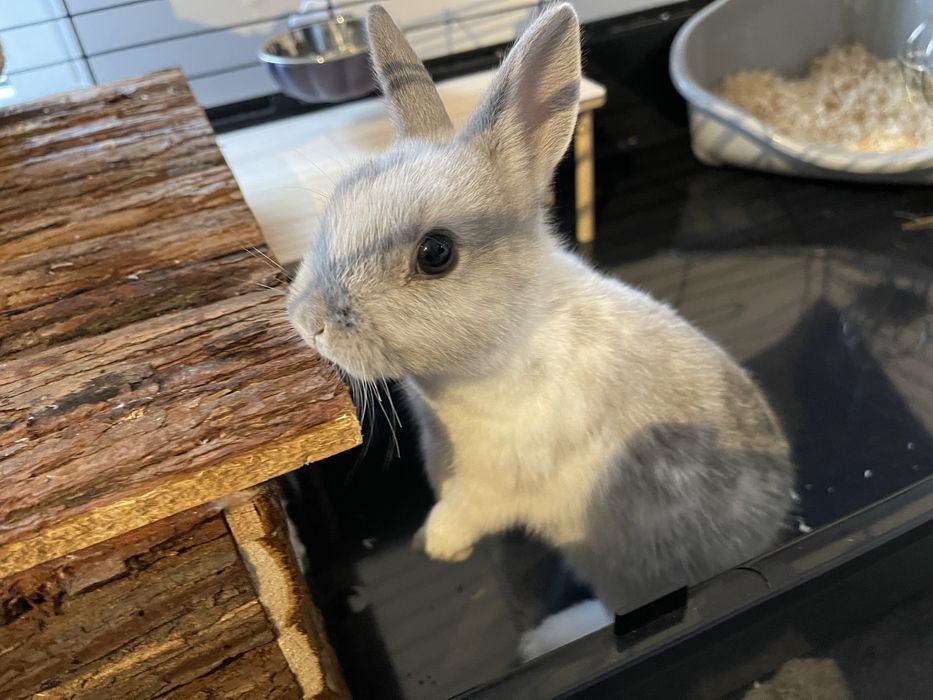 Coelho toy fêmea super sociável