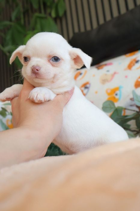 Chihuahua Mini . Branco olhos azuis.  Perfeito