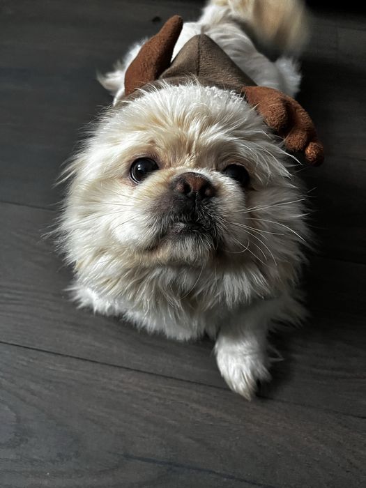 Zaginal bialy pekinczyk