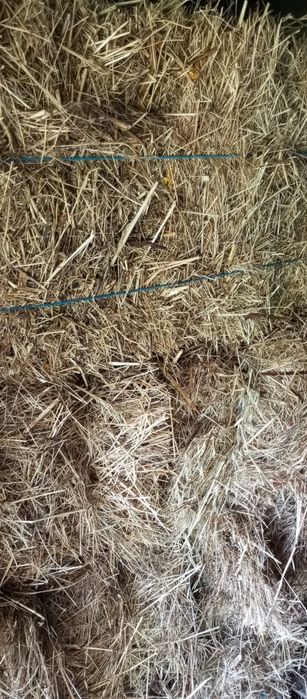 Alimento para animais