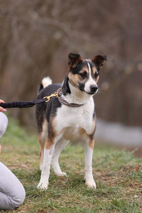 Do adopcji 3letni piesek