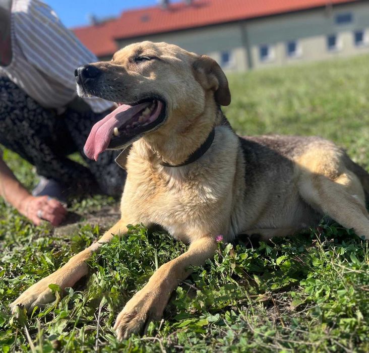 Rex szuka domu, pies do adopcji