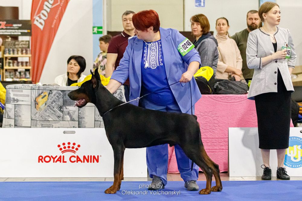 Вязка Доберман КСУ FCI