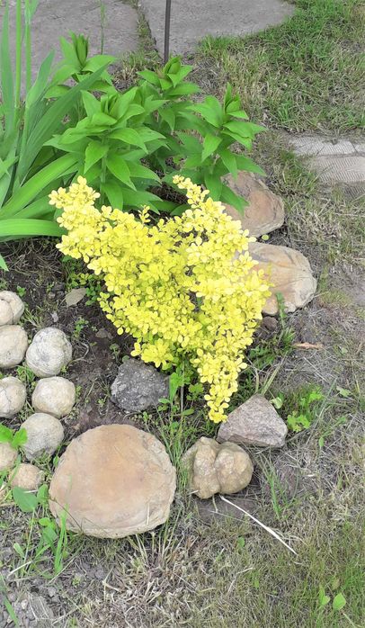 Продам гортензии Пинки Винки, Полар Бир и др. растения