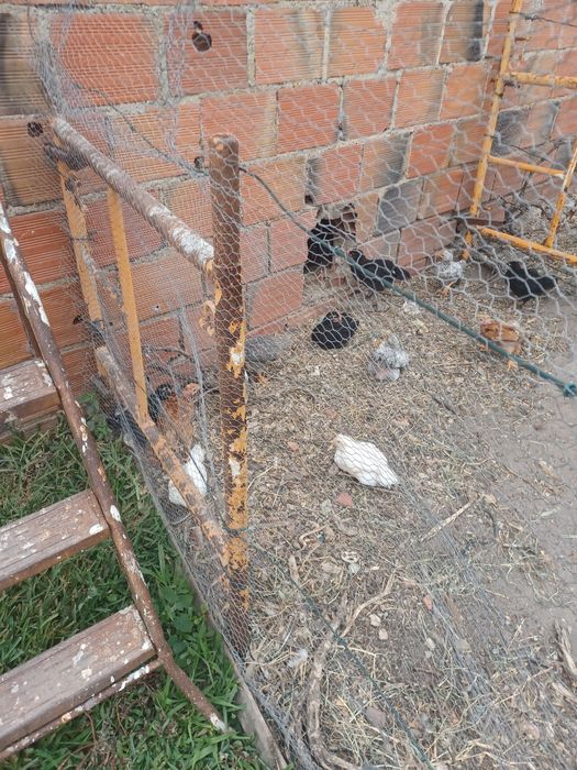 Vendo ovos galinhas de raca, Borregos