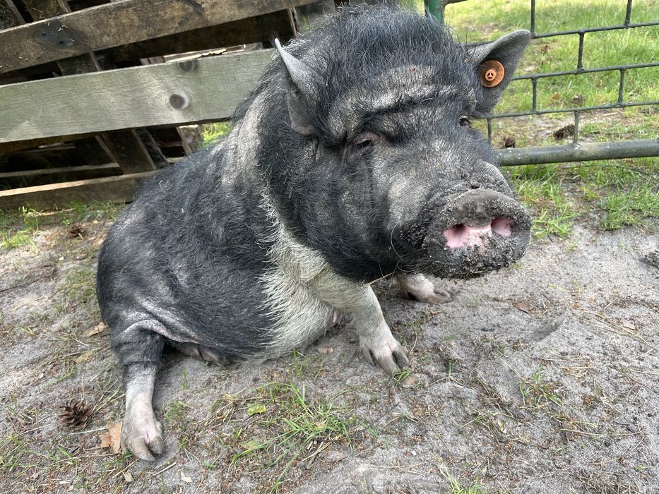 Oddam świnie. Mala świnka, wietnamka