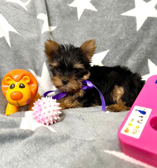 Yorkshire terrier piesek