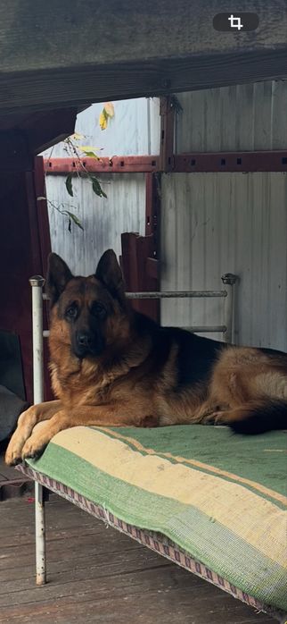 Немецкая овчарка ВЯЗКА