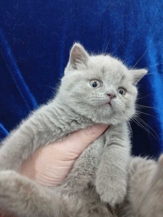 шотландские котята