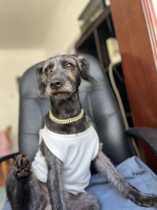 Adoção responsável Cadelinha docil 5 anos