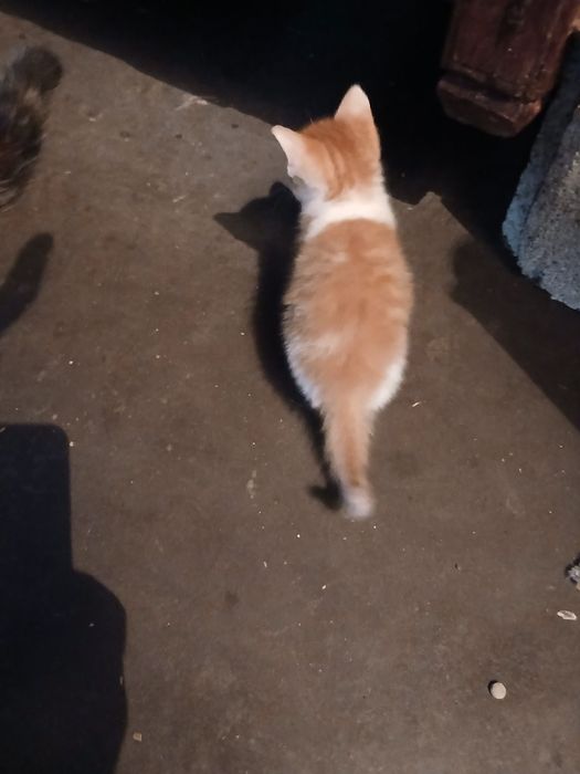 Gatinhos para doar
