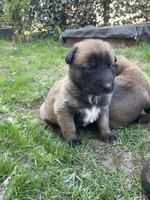 Цуценята Бельгійської-вівчарки Малінуа